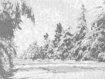 deodars-snow